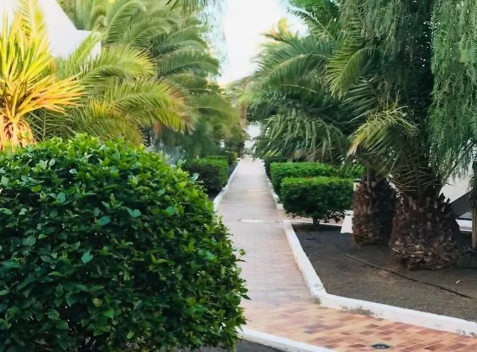 Canela 405 - Lanzarote